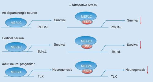 Figure 1.  Context- and disease-dependent pathways regulated by SNO-MEF2.Aberrant S-nitrosylation of MEF2 (forming SNO-MEF2) controls neuronal differentiation and survival in context- and disease-dependent manners [Citation8,Citation9]. The SNO-MEF2C/PGC1α pathway is involved in death of A9 dopaminergic neurons in Parkinson’s disease [Citation8]. The SNO-MEF2C/Bcl-xL pathway contributes to cerebrocortical neuron death in stroke [Citation9]. The SNO-MEF2A/TLX cascade negatively regulates adult neurogenesis in Alzheimer’s disease [Citation9].