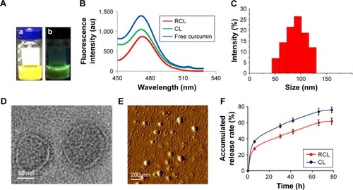 Figure 2 Characteristics of the nanoliposomes. (A) Aqueous solution of the nanoliposomes (a) appeared yellow under visible light, and (b) exhibited green fluorescence under ultraviolet light. (B) The fluorescence absorbance of the liposomes. (C) Dynamic light scattering measurement. The shape of the nanoliposomes was observed by (D) TEM and (E) AFM. (F) In vitro curcumin release from CL and RCL in PBS (pH 7.4) with 2% SDS at 37°C. Data are represented as mean ± SD (n = 3).Abbreviations: TEM, transmission electron microscopy; AFM, atomic force microscopy; CL, curcumin liposome; RCL, RDP-modified curcumin nanoliposomes.