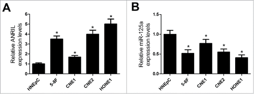 Figure 2. ANRIL expression is upregulated and miR-125a expression is downregulated in NPC cell lines. (A) ANRIL expression was examined by qRT-PCR analysis in 5–8F, CNE1, CNE2 and HONE1 cells or HNEpC. (B) qRT-PCR analysis was conducted to determine the expression of miR-125a in 5–8F, CNE1, CNE2 and HONE1 cells or HNEpC. *P < 0.05 vs. HNEpC.