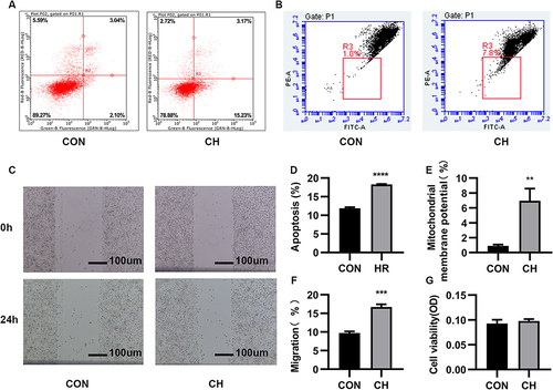 Figure 1 Chronic hypoxia (CH) promotes the apoptosis and migration of human pulmonary artery endothelial cells (HPAECs). (A). The apoptosis of CH-induced HPAECs was measured using flow cytometry. (B). JC-1 was used to determine the mitochondrial membrane potential. (C). Scratch-wound assay to assess cell migration. (D). Quantification (percentage) of apoptotic cells (****P<0.0001). (E). Quantification of mitochondrial membrane potential (**P<0.01). (F). Quantification of cell migration (***P<0.001). (G). MTT assay to assess the proliferative capacity of HPAECs.