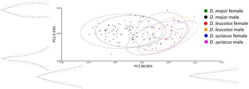 Figure 2. Results of PCA of bill shapes for the dorsal view. Grey lines represent bill shape for the principal component.