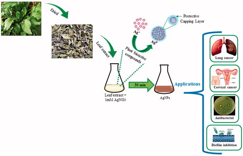 Figure 1. Graph illustrates the overview of biosynthesis of stable AgNPs from Borago officinalis leaf extract and their potential applications.