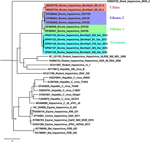 Fig. 1 The phylogenetic tree constructed using the polyprotein gene of bovine hepacivirus strains identified in China, Germany, and Ghana, and the hepacivirus strains from human and other animals.Bayesian posterior probability values are shown in each clade to provide statistical support