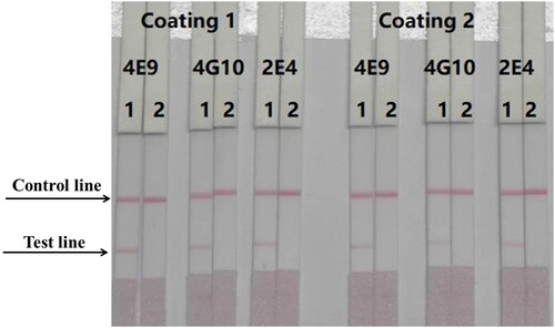 Figure 4. Optimisation of different antibodies and coating antigens. Antibody 4E9 and coating 1 were better. 1 = 0 ng/mL, 2 = 50 ng/mL.