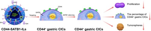 Figure 8 The mechanism underlying the superior therapeutic effect of CD44-SATB1-ILs against gastric CICs.