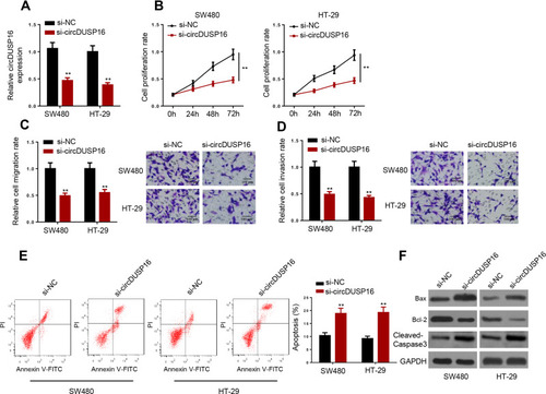 Figure 2 CircDUSP16 knockdown inhibits proliferation and metastasis and induces apoptosis of CRC cells. (A) Expression detection of circDUSP16 in SW480 and HT-29 cells. (B) CCK-8 assay was carried out to test the effects of circDUSP16 knockdown on proliferation. (C and D) Transwell assay was conducted to analyze migration and invasion. (E) Flow cytometry analysis showed the apoptosis rate of CRC cells transfected with si-NC and si-circDUSP16. (F) Western blot indicated the protein levels of Bax, Cleaved-Caspase 3, and Bcl-2. **P<0.01.