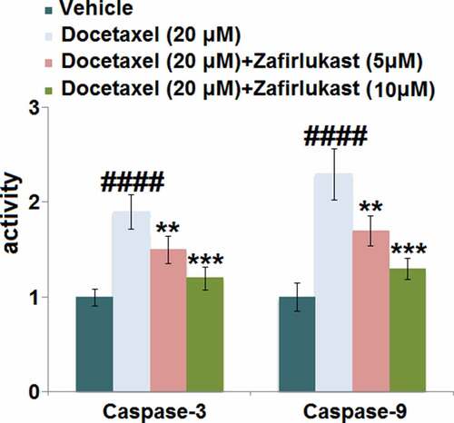 Figure 4. Zafirlukast prevented Docetaxel-induced apoptosis in LO-2 hepatocytes. The activity of Caspase-3 and Caspase-9 (####, P < 0.0001 vs. control group; **, ***, P < 0.01, 0.005 vs. Docetaxel group) was measured using commercial kits