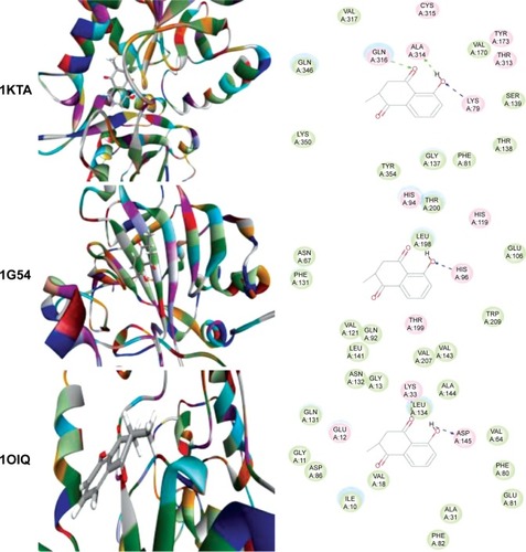 Figure 4 Molecular interactions between PLB and selected predicted targets.