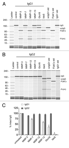 Figure 1 Human IgG2 is resistant to cleavage by a number of physiologically-relevant proteases. (A) Purified human IgG1 was incubated with different proteases and analyzed by capillary electrophoresis under denaturing, non-reducing conditions. Specific enzymes are noted above individual lanes, and all digestions were carried out for 24 h at 37°C. The far right three lanes have purified human IgG1 standards, representing the following: Lane 9, single cleaved IgG1 (scIgG1); Lane 10, F(ab')2 fragment of IgG1; Lane 11, intact IgG1. The Fc monomer released under denaturing conditions is labeled as Fc(m). (B) Lanes 2–8 depict human IgG2 incubated with different proteases analyzed by capillary electrophoresis under denaturing, non-reducing conditions. The same standards used in (A) were run in Lanes 9–11. (C) Bar graph representation of the percent of intact IgG remaining after 24 h of proteolytic digestions. Open bars represent human IgG1 and shaded bars represent human IgG2. Bar heights correspond to the mean ± SD from four independent tests.