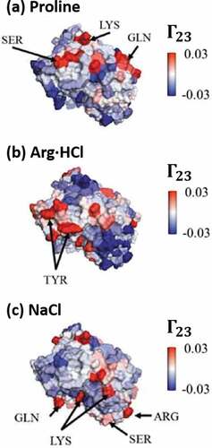Figure 4. Illustrative example of protein-excipient interactions for the variable region of a mAb as calculated by the preferential interaction parameter (Γ23). Panels show the interactions of the antibody with different excipients: (a) Proline; (b) arginine-HCl; and (c) NaCl. Coloring indicates local values of Γ23, where red indicates preferential inclusion (i.e., attractive interactions). Notably, for all excipients, multiple regions of preferential inclusion are identified along the protein surface. Figure adapted from Cloutier et al.Citation143
