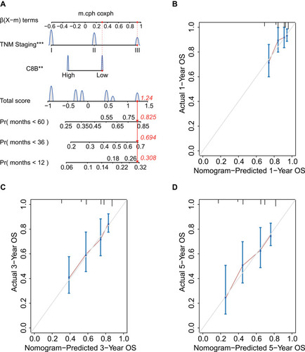 Figure 5 Screened by Cox regression model, TNM staging and C8B were included in competing risk model with nomogram for OS from HBV-related HCC patients in GSE14520 (A); the 1-year (B), 3-year (C), and 5-year (D) calibration curves for internal verification of this nomogram with bootstrapping displayed good consistency between actual OS and predicted OS.**p < 0.01, ***p < 0.001.