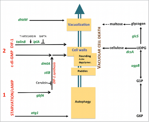 Figure 8. Genes and pathways governing D. discoideum vacuolar cell death. The cascade of subcellular cell death events is schematically depicted (middle). These include the formation of “paddle” cells, following by their rounding, biogenesis of a cellulose shell and extensive vacuolization. Random insertional mutagenesis and targeted mutagenesis identified a number of genes, here shown in green letters, encoding molecules required for this cell death. Details are given in the main text. These genes in turn helped define pathways to cell death, such as a polysaccharide pathway (right), a first signal pathway induced by starvation and cAMP (lower left) and second signal pathways (upper left). The latter include a DIF-1-induced autonomous pathway and a c-di-GMP pathway requiring endogenously synthesized or exogenous DIF-1. Ca2+-related drugs such as thapsigargin and BAPTA affect DIF-1 signaling leading to cell death.