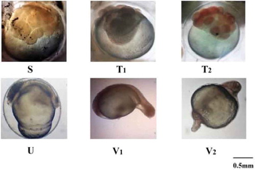 Figure 3. Abnormalities in egg and hatchlings in the triploid of C. gariepinus under laboratory conditions (A) unequal cleavage; (B, C) different types of asymmetric cleavage; (D) abnormal somite development at 50% epiboly; (E, F) abnormal hatchlings with short/truncated tail. Bar = 0.5mm. <<ts: change part labels in Figure 3 to A to F, ie: change S to A, T1 to B, T2 to C, U to D, V1 to E, V2 to F>>