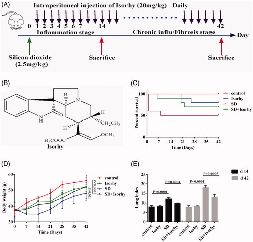 Figure 1. Isorhy improves the percent survival and reduces weight loss and the lung index in mice with silicon dioxide-induced pulmonary fibrosis. (A) Intervention dosing regimen of Isorhy in the experimental mouse model of pulmonary fibrosis. (B) Chemical structure of Isorhy. (C) Mouse body weight at different time points. (D) The percent survival in mice. (E) Mouse lung index.