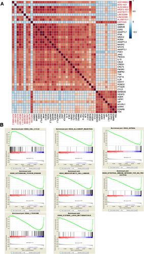 Figure 7 Functional analysis of the nine glycolysis-related lncRNAs. (A) Correlations between the glycolysis-related lncRNAs and immune-related mRNAs. (B) GSEA for high- and low-risk groups.