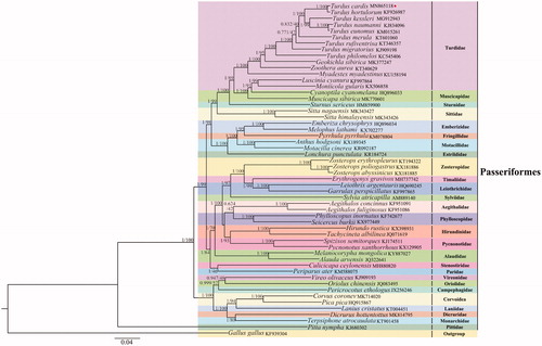 Figure 1. Phylogenetic trees of Passeriformes species using concatenated nucleotide sequences of 13 protein-coding genes and 2 rRNAs. Numbers beside the nodes are posterior probabilities (Bayesian interference, BI) and bootstrap (maximum likelihood, ML). GenBank accession numbers of mitogenomes used are.