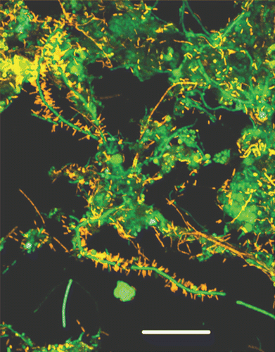Figure 3 Filamentous Chloroflexi (green) are often covered by epiphytic “Candidatus epiflobacter sp.” (Saprospiraceae, Bacteroidetes, colored yellow) which are specialized in protein degradation.Citation41 Figure provided courtesy of Per Halkjær Nielsen.