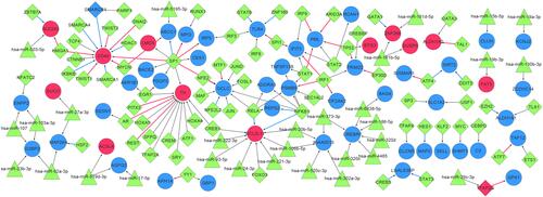 Figure 5 The TF–miRNA–mRNA regulatory network. Red nodes represent up-regulated DEGs, blue nodes represent down-regulated DEGs, green triangles represent miRNAs, green diamonds represent TF, and blue and red diamonds represent both TF and DEGs. Red lines indicate activation relationships and blue lines indicate inhibitory relationships.