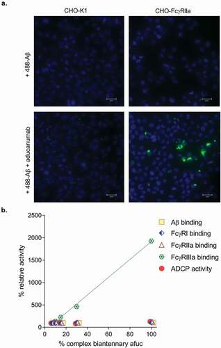 Figure 3. (a) Representative fluorescent images of aducanumab-mediated uptake of Alexa488-labeled Aβ (488- Aβ) aggregates. Following treatment with 488- Aβ with or without aducanumab, external fluorescence was quenched with trypan blue. No aducanumab-stimulated uptake was observable in wild-type CHO-K1 cells; however, 488- Aβ was internalized by aducanumab in cells expressing FcγRIIa (CHO-Fcγ-RIIa). No 488-Aβ was taken up into cells in the absence of aducanumab. Nuclei are stained with DAPI (scale bars represent 25 µm). (b) A 100% complex biantennary afucosylated sample was generated and then mixed with aducanumab standard to create blends with 7%, 10% 15% and 30% afucosylation. Each sample was tested in duplicate or triplicate for binding affinity for Aβ, FcγRI, FcγRIIa and FcγRIIIa and Aβ ADCP activity. The relative potency versus the antibody standard was calculated for each blend in each assay, and the results are plotted as a percent. FcγRIIIa binding was analyzed by linear regression analysis (RCitation2 = 0.998).