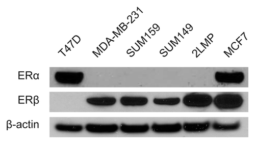 Figure 1. Validation of ERα and ERβ expressions in TNBC cell lines (MDA-MB-231, SUM159, SUM149, and 2LMP) and ERα-positive breast cancer cell lines (T47D and MCF7) by western blot analysis using antibody against ERα or ERβ. Beta-actin was used as loading control.