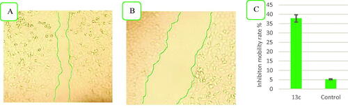 Figure 4. Compound 13c reduces the migratory capacities of NCI-H460 cells versus control. (A) Effect of negative control on wound healing, (B) Effect of compound 13c on wound healing, and (C) Quantitative analysis of the percentage of mobility inhibition rate. The values are the mean ± SD of three experiments.