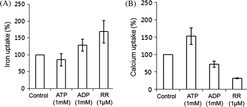 Figure 6.  Iron and calcium uptake by mitochondria are affected by ATP, ADP, and RR. Mitochondrial uptake of iron in the presence of 20 µM FeSO4 (A) and calcium of 10 µM CaCl2, (B) to which 1 mM ATP, 1 mM ADP, or 1 µM ruthenium red (RR) was added. Control was set in the presence of either 20 µM FeSO4 (A) or of 10 µM CaCl2 (B) alone in the absence of any effector. The uptake ratio (%) was displayed relative to the control in which iron uptake was considered 100%.