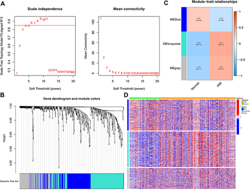 Figure 4 Weighted gene co‐expression analysis (WGCNA) based on the immune-related DEGs. (A) Analysis of the scale-free index and mean connectivity for various soft-threshold powers. (B) Gene dendrogram obtained by average linkage hierarchical clustering. The row underneath the dendrogram shows the module assignment determined by the Dynamic Tree Cut. (C) Positive and negative correlation coefficients of the WGCNA modules between the normal and AMI groups. (D) The heatmap showed the expression of three modules between normal and AMI samples.