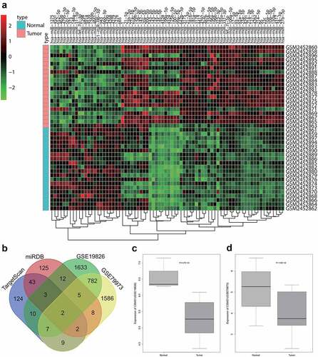 Figure 1. Bioinformatics analysis predicts GC-related differentially expressed miRNAs and their potential downstream mRNAs. A: A heat map of differential expression of miRNAs in GC samples based on GC-related miRNA expression dataset GSE93415. B: The intersection of predicted target genes of miR-642b-3p by the TargetScan and miRDB databases and down-regulated genes in GC samples in the GC-related gene expression datasets GSE19826 and GSE79973. C, The expression of CSMD1 in GC samples in the GSE19826 dataset. D: The expression of CSMD1 in GC samples in the GSE79973 dataset.