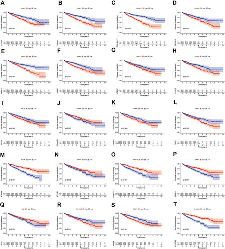 Figure 3 Survival analysis of differentially expressed SARS-CoV-2 proteins binding human mRNAs (DE-SPBRs). Kaplan–Meier curves of CENPF (A), COL6A1 (B), COLGALT1 (C), EXOSC5 (D), FKBP10 (E), INHBE (F), KDELC1 (G), PLOD2 (H), RPL36 (I), SCARB1 (J), TRIM59 (K), TRMT1 (L), ACADM (M), ATP1B1 (N), ATP6V1A (O), ERMP1 (P), GGH (Q), PRKAR2B (R), REEP6 (S), SLC27A2 (T).