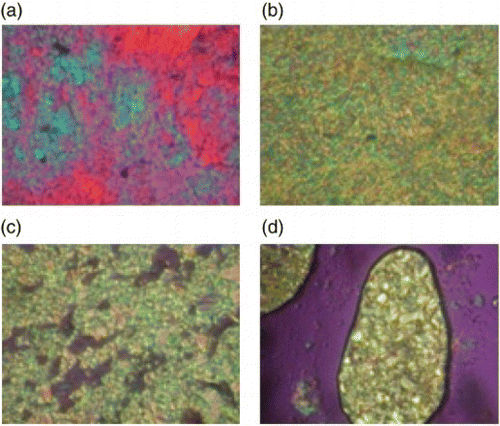 Figure 4. Cross-polarizing optical micrographs of polymer 3c (magnification×250): (a) T=150°C; (b) T=200°C; (c) T=250°C; and (d) after shearing at 250°C.