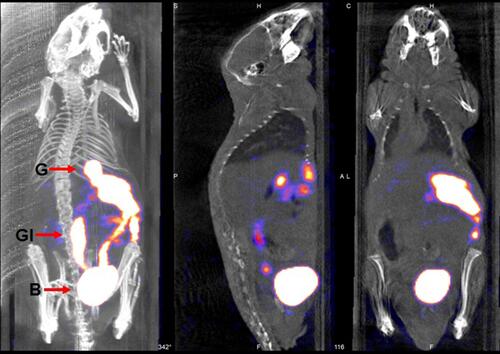 Figure 5 SPECT/CT images of 99mTc-DCN in a healthy mouse at 1 h p.i. Middle: sagittal position; Right, coronal position.