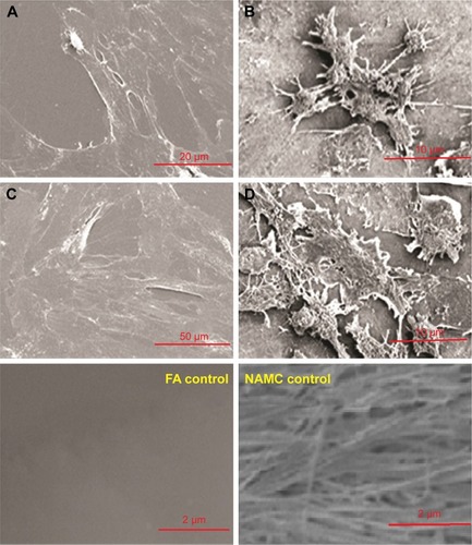 Figure 8 Scanning electron microscope image of cell culture on (A) FA and (B) NAMC after 24 hours, (C) FA, and (D) NAMC after 7 days and control samples.Abbreviations: FA, flat alumina; NAMC, nanoporous alumina-multiwalled carbon nanotubes.