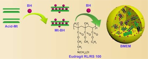 Figure 1 A schematic of the preparation process of BMEMs. BMEMs represent Eudragit microspheres incorporated Mt-BH.Abbreviations: Acid-Mt, montmorillonite treated with acid; BH, betaxolol hydrochloride; BMEM, betaxolol hydrochloride encapsulated microsphere; Mt, montmorillonite; Mt-BH, betaxolol hydrochloride loaded into montmorillonite.