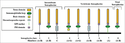 Figure 1. The structure of the semaphorins and their receptors. (A) The structural elements of semaphorin subclasses are shown. All feature the signature N-terminal sema domain. A conserved stretch of amino-acid residues near the C-terminal of the sema domain bears homology to the N-terminal of β-integrins and is designated as the PSI domain. Class-3 semaphorins are distinguished by a conserved basic domain at their c-termini. Class 4–7 semaphorins are membrane anchored. Class 5 semaphorins are distinguished by thrombospondin repeats. All the vertebrate semaphorins except for the class-5 and 6 semaphorins also contain an immunoglobulin like domain.