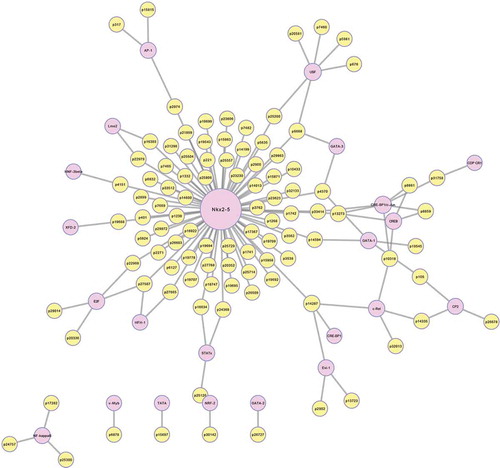 Figure 5. LncRNA-TF core network. LncRNA-TF core network consisting of 170 lncRNA-TF pairs with the highest matrix match score. The purple circles represent TFs and yellow circles represent lncRNAs. lncRNAs: long noncoding RNAs; TF: transcription factor.
