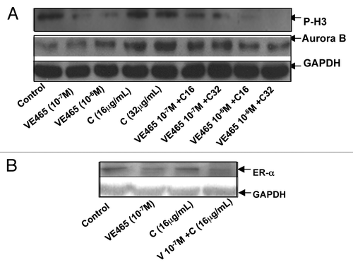Figure 5. Western blot analysis of expression of phosphorylated H3 and Aurora kinase B (A) and ER-α (B) in 2008/C13 ovarian cancer cells after treatment with VE 465 and carboplatin for 48 h. V6 and V7: VE 465 at concentration of 10−6 and 10−7 M; C16 and C32: Carboplatin at concentration of 16 and 32 μg/mL.