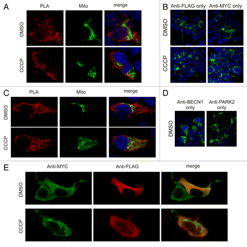Figure 4. BECN1 and PARK2 interact in the cytoplasm. (A and C) HEK293 cells transfected with FLAG-BECN1, MYC-PARK2, and Mito-GFP were treated with either DMSO or 10 µM CCCP for 3 h. Fixed and permeabilized cells were first incubated with rabbit anti-FLAG and mouse anti-MYC (A) or rabbit anti-PARK2 and mouse anti-BECN1 antibodies (C). Subsequently, cells were incubated with anti-rabbit PLUS and anti-mouse MINUS PLA probes followed by ligation and amplification. The interacting proteins were visualized using red fluorophore-labeled oligonucleotides and showed cytoplasmic localization. (B and D) For controls, HEK293 cells were transfected and treated as above. Fixed and permeabilized cells were incubated with only one of the primary antibodies (either rabbit anti-FLAG or mouse anti-MYC for [B] and either mouse anti-BECN1 or rabbit anti-PARK2 for [D]). Cells were then incubated with both anti-rabbit PLUS and anti-mouse MINUS PLA probes and visualized using red fluorophore-labeled oligonucleotides, as above. The panels demonstrate that no red PLA signal was detected when one of the primary antibodies was omitted. (E) HEK293 cells were transfected with FLAG-BECN1 and MYC-PARK2 and treated as above. Fixed and permeabilized cells were incubated with mouse anti-MYC and rabbit anti-FLAG antibodies and subsequently with green anti-mouse and red anti-rabbit secondary antibodies. The panel demonstrates that both antibodies recognize the cytosolic antigens and that treatment with CCCP led to a partial translocation of MYC-PARK2 but did not affect visibly the localization of FLAG-BECN1.