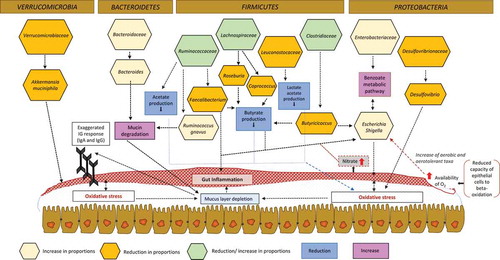 Figure 2. Changes in the gut microbiota communities of IBD patients.