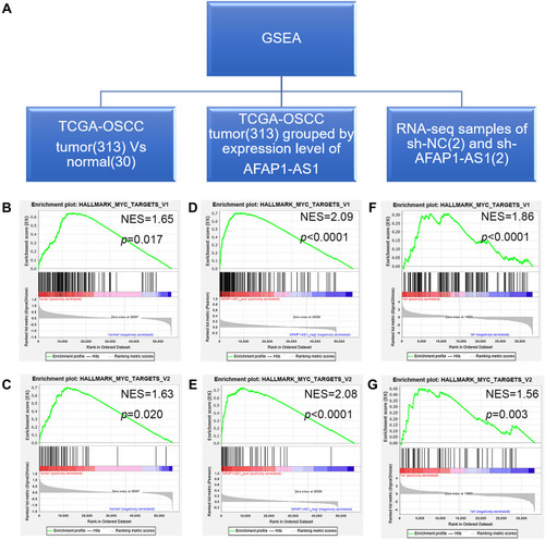 Figure 4 GSEA results indicated that the gene sets HALLMARK_MYC_TARGETS V1 and HALLMARK_MYC_TARGETS V2 were enriched in samples with relatively high expression of AFAP1-AS1. (A) Three independent GSEA datasets were evaluated. (B and C) The gene sets HALLMARK_MYC_TARGETS V1 and HALLMARK_MYC_TARGETS V2 were significantly enriched in TCGA-OSCC tumor samples compared to normal control samples. (D and E) The gene sets HALLMARK_MYC_TARGETS V1 and HALLMARK_MYC_TARGETS V2 were significantly enriched in TCGA-OSCC tumor samples with high expression of AFAP1-AS1. (F and G) The gene sets HALLMARK_MYC_TARGETS V1 and HALLMARK_MYC_TARGETS V2 were significantly enriched in the Cal 27 sh-NC group compared to the sh-AFAP1-AS1 group.