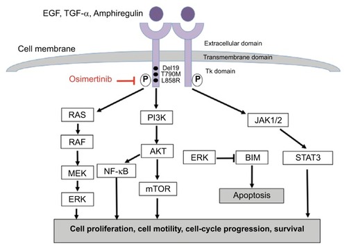 Figure 1 EGFR pathway and mechanism of action of osimertinib.