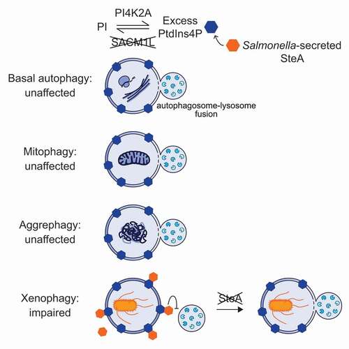 Figure 1. Function of SACM1L PtdIns4P phosphatase in autophagy. Loss of SACM1L leads to the accumulation of PtdIns4P on cellular membranes, including autophagosomes, and a defect in xenophagy-dependent restriction of intracellular bacterial replication. Fusion of lysosomes with nonselective autophagosomes, as well as those induced through selective mitophagy and aggrephagy, are unaffected by loss of SACM1L expression. Salmonella-secreted effector and PtdIns4Pbinding protein SteA contributes to the xenophagy defect by blocking lysosomal fusion, and thus, shifting the balance in favor of bacterial replication. Loss of both SACM1L and Salmonella SteA restores the host defense mechanism.