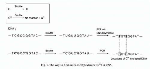 Figure 1.  Schematic representation of the bisulphite PCR technique. Cytosines (C) but not methylated cytosines (Cm) are deaminated to U by bisulphite, under appropriate conditions (Hayatsu Citation2008). When clones derived from PCR-amplified bisulphite-treated DNA were sequenced, the only cytosines present in the sequence represent those that were methylated in the original sample: all other cytosines were converted to thymine.