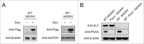 Figure 2. Generation of Paxx−/− and Xlf−/−:Paxx−/− abl pre-(B)cells: (A) Western blot of lysates from WT:MGINV and Xlf−/−:MGINV abl pre-B cells stably transduced with pCW-Cas9 in the absence (−) and presence (+) of doxycycline. Western blots were probed with antibodies to Flag (to detect Flag-Cas9), with β-actin or GAPDH used as protein loading controls. (B) Western blotting for XLF, PAXX, and β-actin in lysates from WT:MGINV, Xlf−/−:MGINV, Paxx−/−:MGINV and Xlf−/−:Paxx−/−:MGINV abl pre-B cells.