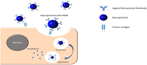 Figure 3. Targeted drug delivery system using monoclonal antibody.