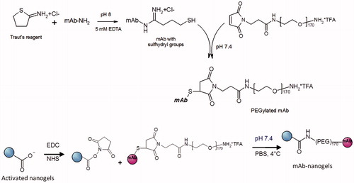 Figure 1. The scheme of the synthesis of mAb-decorated nanogels.