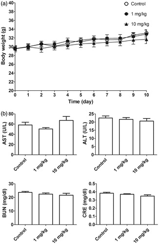 Figure 4. (a) Body weight of normal mice (n = 6) after daily intraperitoneal injection of l-TCTPPTD 13M2 for 10 days. (b) Biochemical analysis of AST, ALT, BUN, and CRE levels.