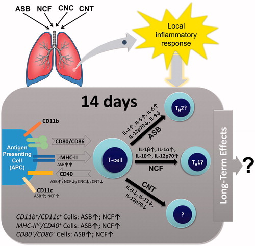 Figure 7. Proposed local pulmonary immune response alterations in mice 14 days post-exposure to ASB, CNC, NCF, and CNT via pharyngeal aspiration.