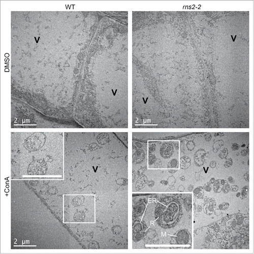 Figure 6. rns2–2 accumulates autophagic bodies, containing organelles, inside the vacuole. WT and rns2–2 Arabidopsis seedlings were treated for 8 h in the dark with dimethyl sulfoxide (DMSO) as a solvent control or 1 μM concanamycinA (ConA) to block vacuolar degradation and imaged by transmission electron microscopy. Insets show autophagic bodies within the vacuole (V). rns2–2 inset labels: (R) ribosomes, (M) mitochondron, (ER) endoplasmic reticulum. All scale bars: 2 μm.