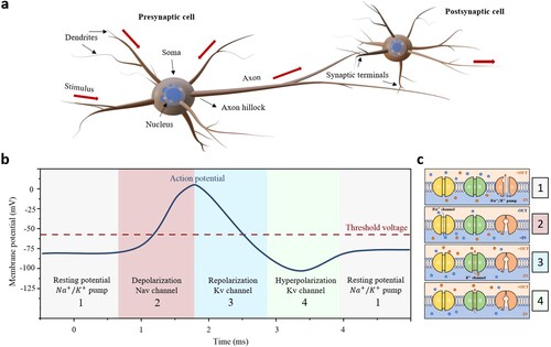 Figure 1. (a) Typical structure of a neuron composed of dendrites, soma, axon and synaptic terminals. (b) Illustration for action potential of a neuron. (c) Schematic diagram for the four phases of the change on membrane potential. Blue and red dots are Na+ and K+ ions, respectively. Yellow, green and orange channels are Na+ channels, K+ channels and Na+/K+ pumps, respectively.