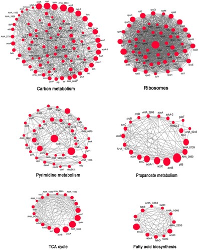 Figure 3. Protein–protein interaction networks in acetylated proteins. Six highly interconnected sub-networks in acetylated proteins were showed. They are carbon metabolism, ribosome, TCA cycle, pyrimidine metabolism, propanoate metabolism and fatty acid biosynthesis. The size of each circle reflects the number of acetylation sites.